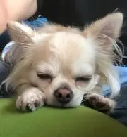 あきさんの画像