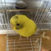 ナタの画像