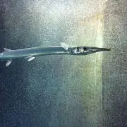 KEIの画像