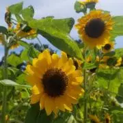 かぼちゃの画像