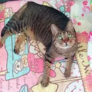 ねこじゃらし