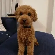ちるこの画像