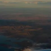 ハチの画像