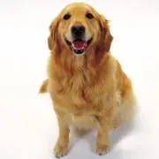 みるくの画像