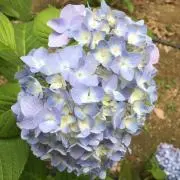 井上の画像