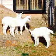 ピノチオの画像