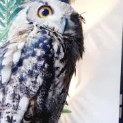 なきの画像