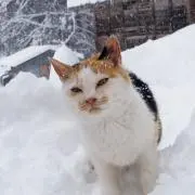 ジーノ