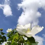 マイキー