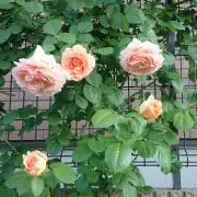 ちょび