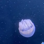 むぎか（プロフ必読）の画像