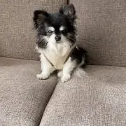 ぴぴまるの画像