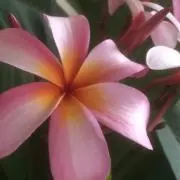 JUNKOの画像