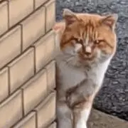 あじあの画像