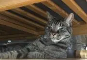 猫好きマー君の画像