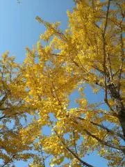 。。☆きらら☆。。の画像