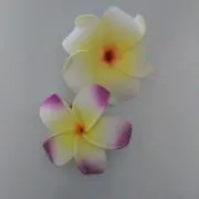 はなの画像