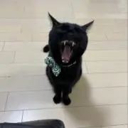 たまの画像