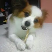 あにー。