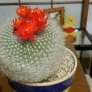 furufuru