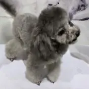Lukeの画像