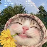 猫の画像