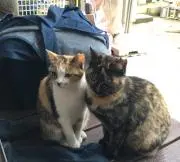 miruの画像