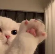 ゆーりんの画像