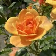 Orangeの画像