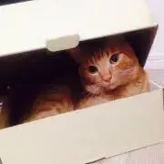 (^_−)−☆