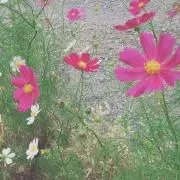 ぽっぽ プロフ必読の画像