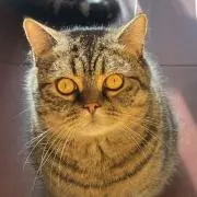 大江戸の猫小僧パンパンの画像