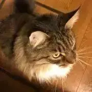 lovecat♡プロフ必読(^^)の画像