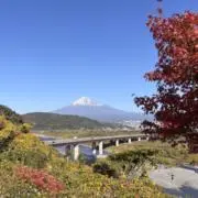 おちゃの画像