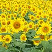 ぱんだや☆オーダー❌•*¨*•.¸♬︎の画像