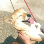 のぶの画像