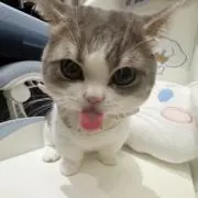 チの画像