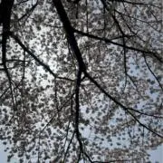 みやの画像