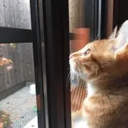 もじゃ