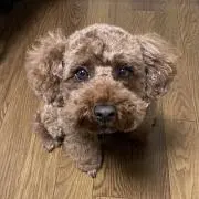 めぇーちの画像