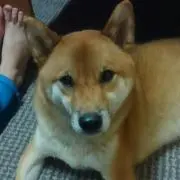 あつぼうの画像