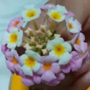 Menthaの画像