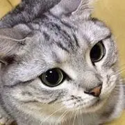 にゃん子