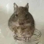 ささみ