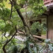 紫式部の画像