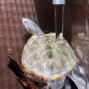 水無月