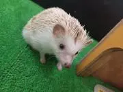 ヤマ太郎丸の画像