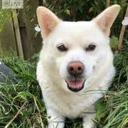 みる　本、断捨離出品中の画像