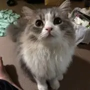 もこ