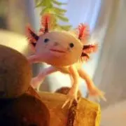 うり夫